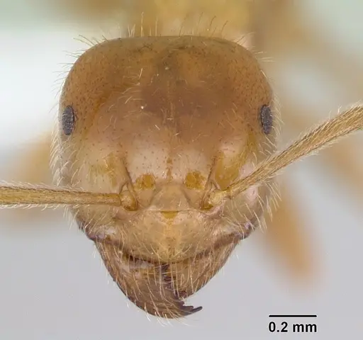 Lasius occidentalis specimen CASENT0172699 image casent0172699_2