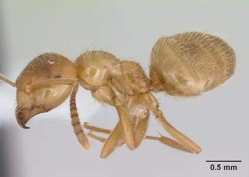 Lasius occidentalis specimen CASENT0172699 image casent0172699_3