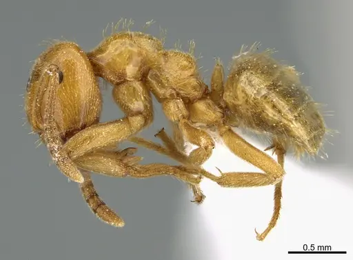 Lasius occidentalis specimen CASENT0349011 image casent0349011_1