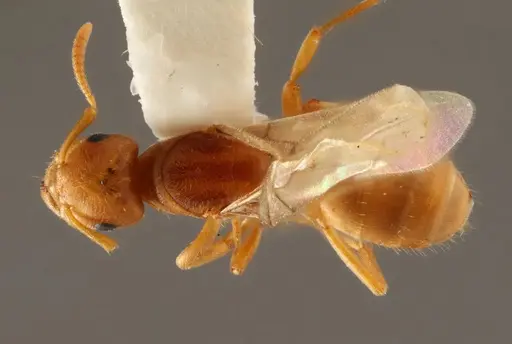Lasius occidentalis specimen WRME532319 image wrme532319_1