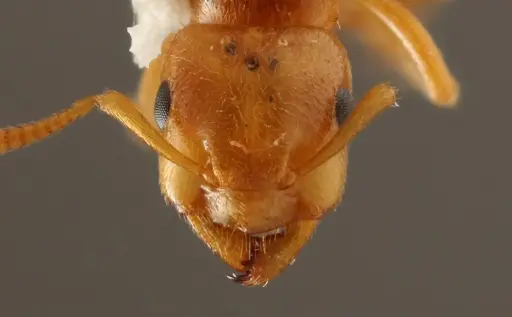 Lasius occidentalis specimen WRME532319 image wrme532319_2