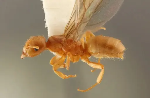 Lasius occidentalis specimen WRME532319 image wrme532319_3