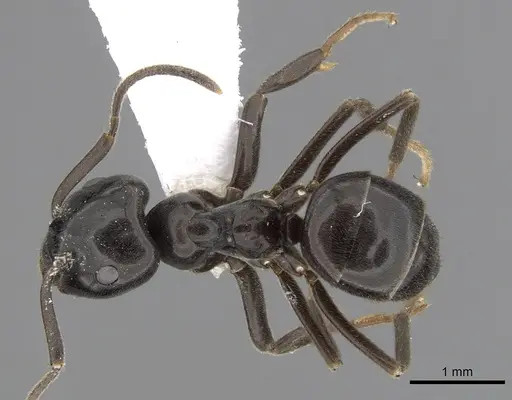 Lasius orientalis specimen CASENT0280459 image casent0280459_1