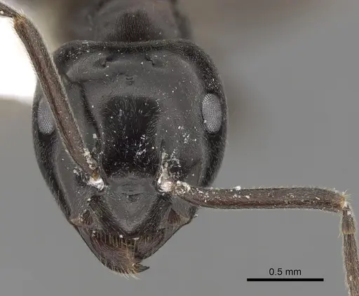 Lasius orientalis specimen CASENT0280459 image casent0280459_2
