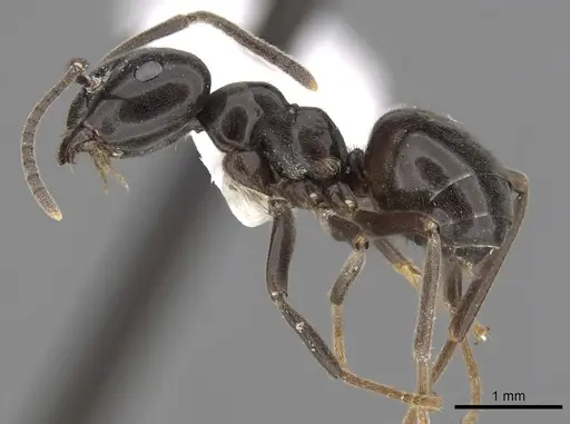 Lasius orientalis specimen CASENT0280459 image casent0280459_3