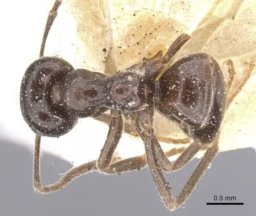 Lasius orientalis specimen CASENT0912288 image casent0912288_1