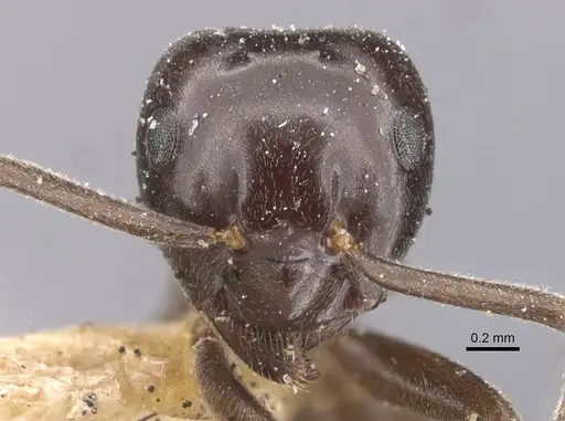 Lasius orientalis specimen CASENT0912288 image casent0912288_2