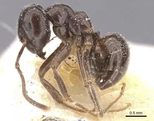 Lasius orientalis specimen CASENT0912288 image casent0912288_3