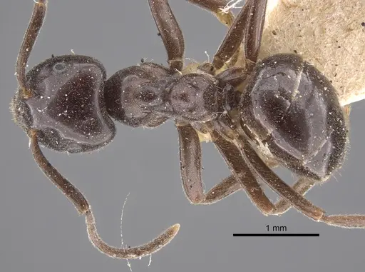Lasius orientalis specimen CASENT0917313 image casent0917313_1