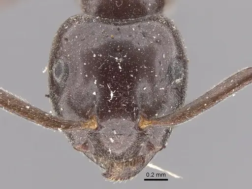 Lasius orientalis specimen CASENT0917313 image casent0917313_2