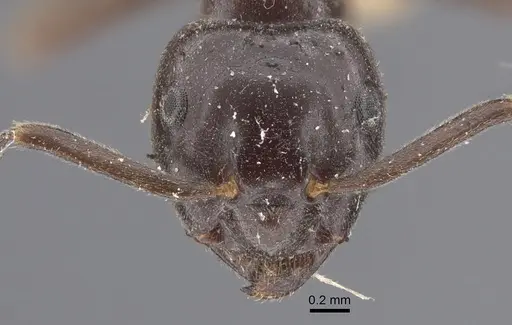 Lasius orientalis specimen CASENT0917313 image casent0917313_3
