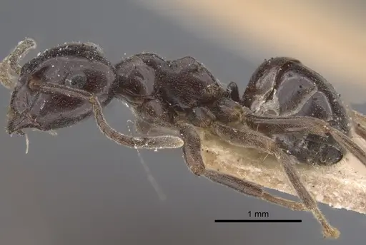 Lasius orientalis specimen CASENT0917313 image casent0917313_4