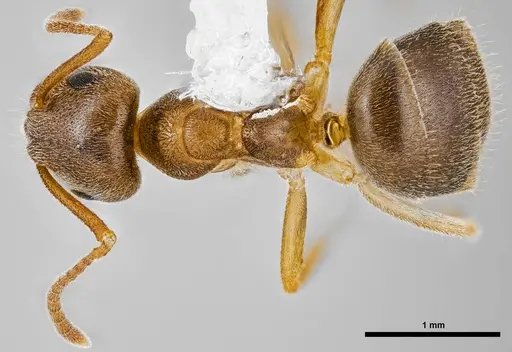 Lasius pallitarsis specimen ANTWEB1038011 image antweb1038011_1