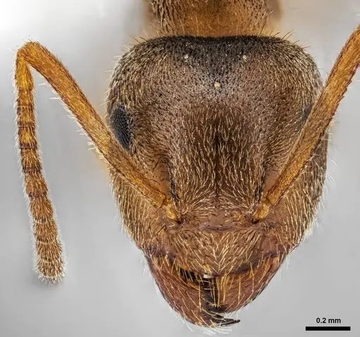 Lasius pallitarsis specimen ANTWEB1038011 image antweb1038011_2