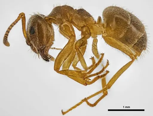 Lasius pallitarsis specimen ANTWEB1038011 image antweb1038011_3