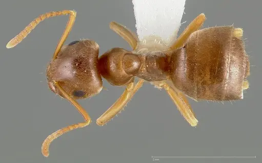 Lasius pallitarsis specimen CASENT0005405 image casent0005405_1