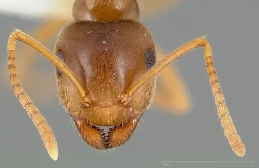 Lasius pallitarsis specimen CASENT0005405 image casent0005405_2