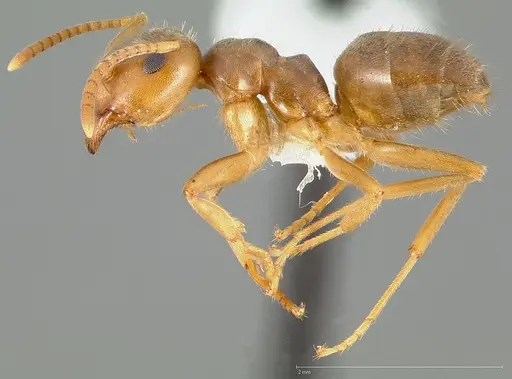 Lasius pallitarsis specimen CASENT0005405 image casent0005405_3