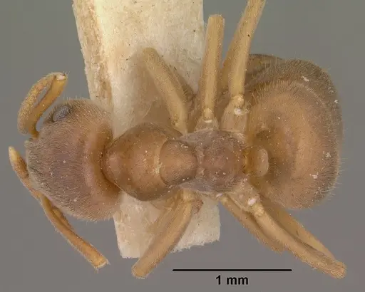 Lasius pallitarsis specimen CASENT0102805 image casent0102805_1