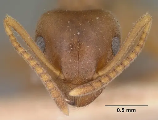 Lasius pallitarsis specimen CASENT0102805 image casent0102805_2