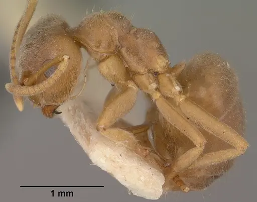 Lasius pallitarsis specimen CASENT0102805 image casent0102805_3
