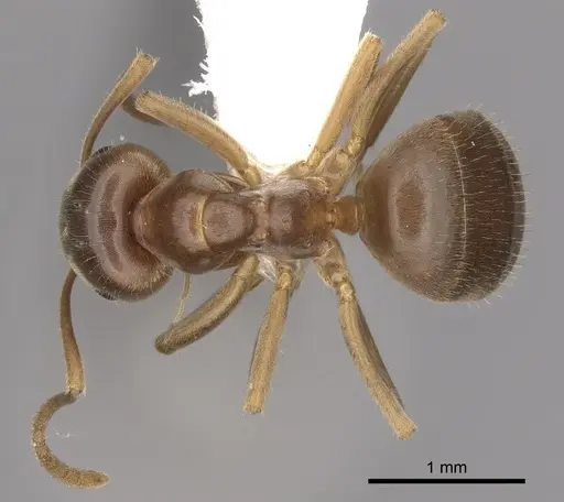 Lasius pallitarsis specimen CASENT0280439 image casent0280439_1