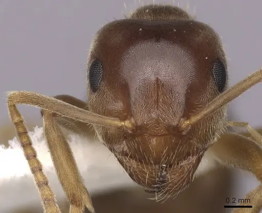 Lasius pallitarsis specimen CASENT0280439 image casent0280439_2
