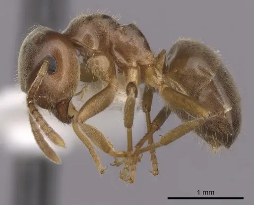 Lasius pallitarsis specimen CASENT0280439 image casent0280439_3