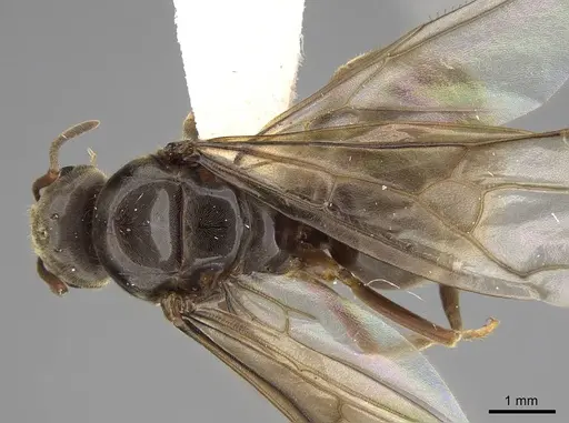 Lasius pallitarsis specimen CASENT0862000 image casent0862000_1