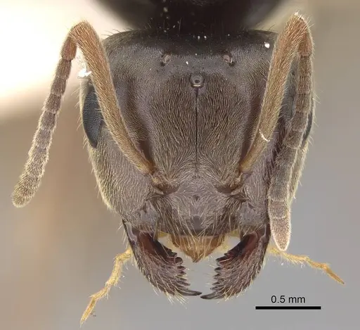 Lasius pallitarsis specimen CASENT0862000 image casent0862000_2