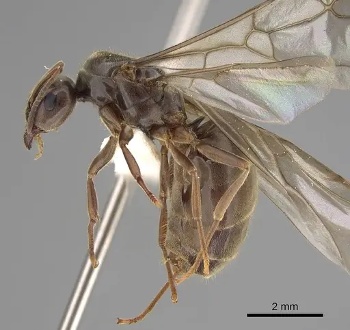 Lasius pallitarsis specimen CASENT0862000 image casent0862000_3