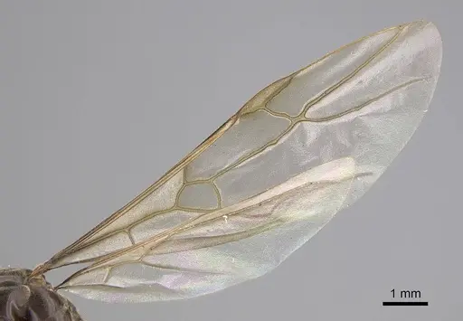 Lasius pallitarsis specimen CASENT0862000 image casent0862000_4