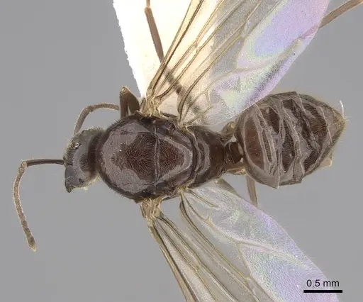 Lasius pallitarsis specimen CASENT0862001 image casent0862001_1