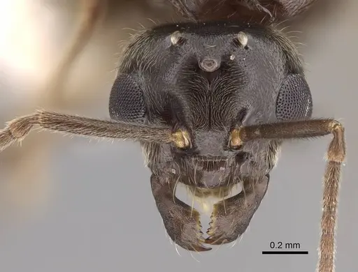 Lasius pallitarsis specimen CASENT0862001 image casent0862001_2