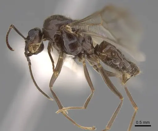 Lasius pallitarsis specimen CASENT0862001 image casent0862001_3