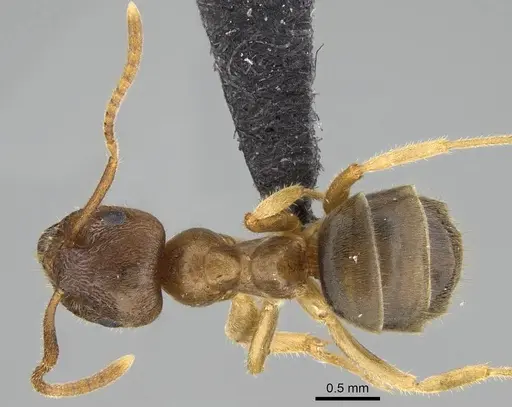 Lasius pallitarsis specimen CASENT0919966 image casent0919966_1