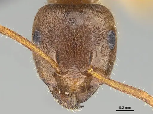 Lasius pallitarsis specimen CASENT0919966 image casent0919966_2
