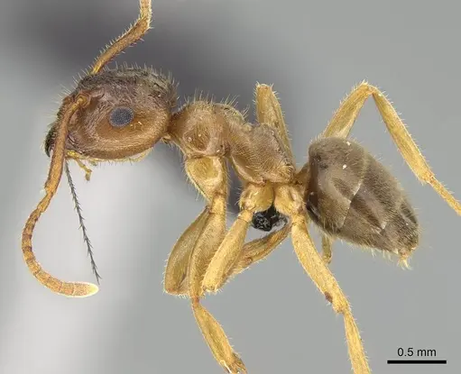 Lasius pallitarsis specimen CASENT0919966 image casent0919966_3