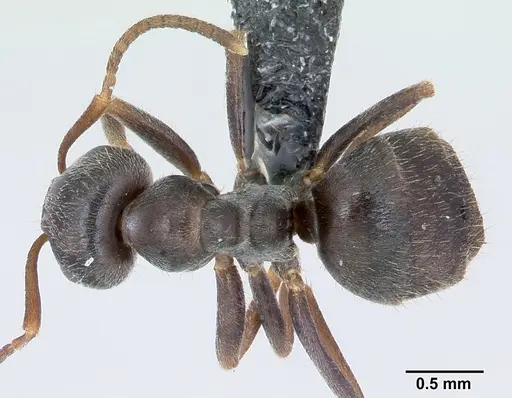 Lasius paralienus specimen CASENT0172761 image casent0172761_1