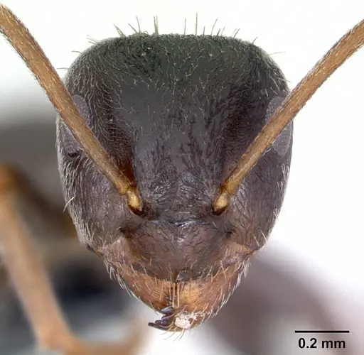 Lasius paralienus specimen CASENT0172761 image casent0172761_2
