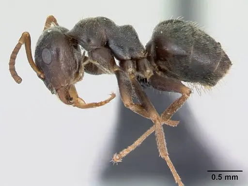 Lasius paralienus specimen CASENT0172761 image casent0172761_3
