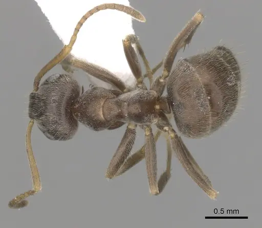 Lasius paralienus specimen CASENT0280451 image casent0280451_1