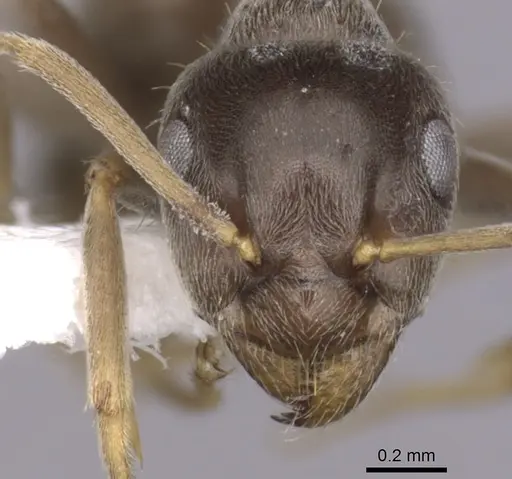 Lasius paralienus specimen CASENT0280451 image casent0280451_2