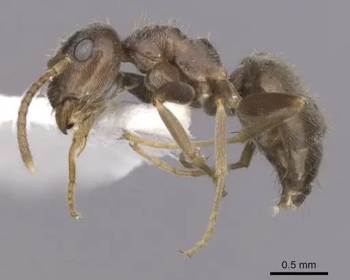 Lasius paralienus specimen CASENT0280451 image casent0280451_3