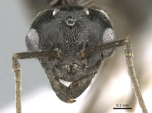 Lasius paralienus specimen CASENT0906117 image casent0906117_2