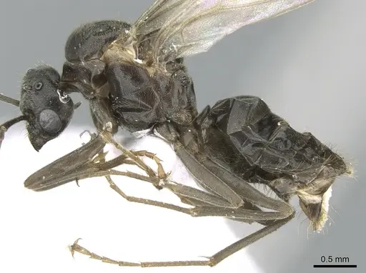 Lasius paralienus specimen CASENT0906117 image casent0906117_3