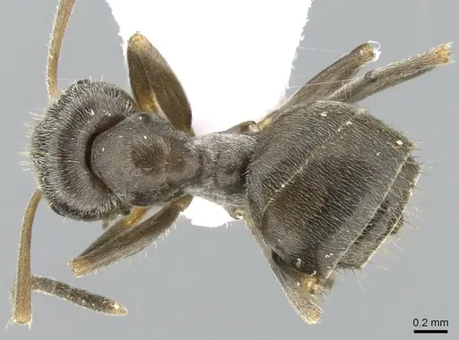 Lasius paralienus specimen CASENT0906118 image casent0906118_1