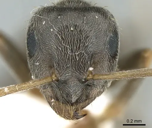 Lasius paralienus specimen CASENT0906118 image casent0906118_2