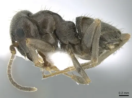 Lasius paralienus specimen CASENT0906118 image casent0906118_3