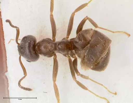 Lasius paralienus specimen FOCOL0751 image focol0751_1